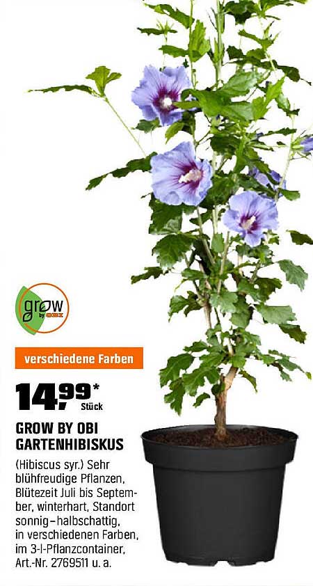 GROW BY OBI GARTENHIBISKUS (Hibiscus syr.)