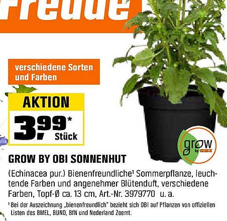 GROW BY OBI SONNENHUT - Bienenfreundliche Sommerpflanze