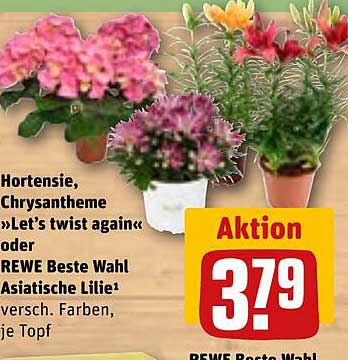 Hortensie, Chrysantheme »Let’s twist again« oder REWE Beste Wahl Asiatische Lilie
