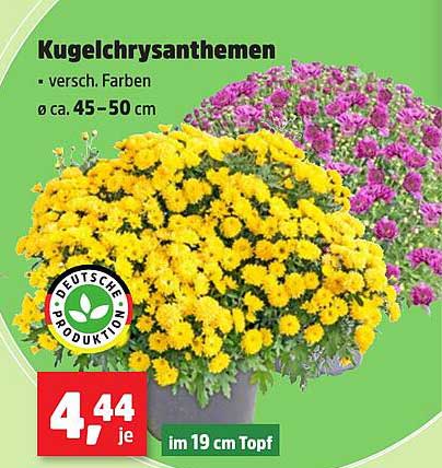 Kugelchrysanthemen - verschiedene Farben