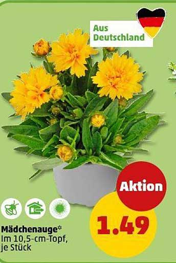 Mädchenauge im 10,5-cm-Topf – Jetzt nur 1,49 €!