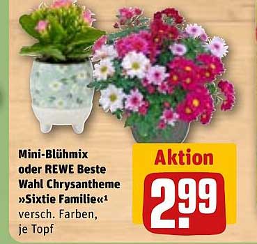 Mini-Blühmix oder REWE Beste Wahl Chrysantheme »Sixtie Familie«