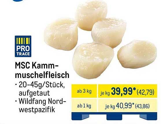 MSC Kammmuschelfleisch - Wildfang Nordwestpazifik