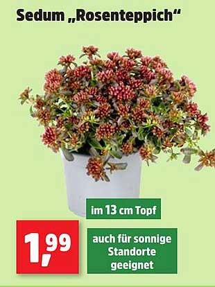 Sedum „Rosenteppich“ im 13 cm Topf