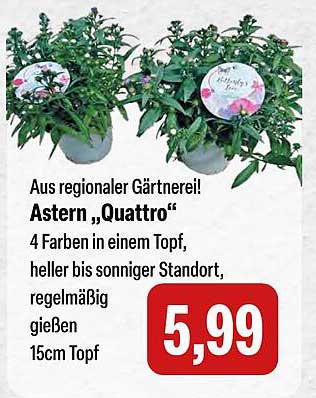 A stern „Quattro“ – 4 Farben in einem Topf