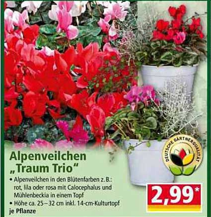 Alpenveilchen "Traum Trio"