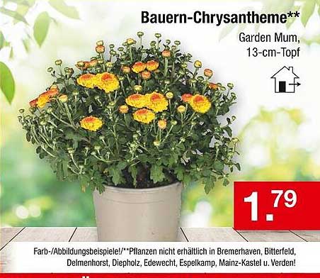 Bauern-Chrysantheme** - Garden Mum, 13-cm-Topf