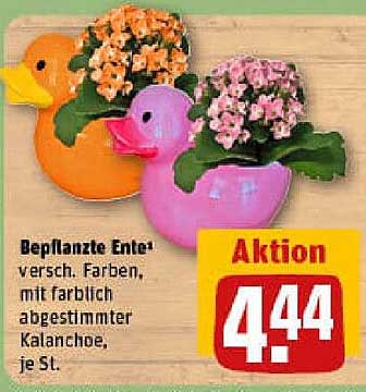 Beplante Ente in verschiedenen Farben mit Kalanchos