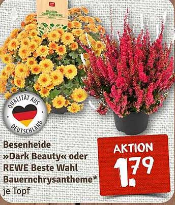 Besenheide »Dark Beauty« oder REWE Beste Wahl Bauernchrysantheme* je Topf