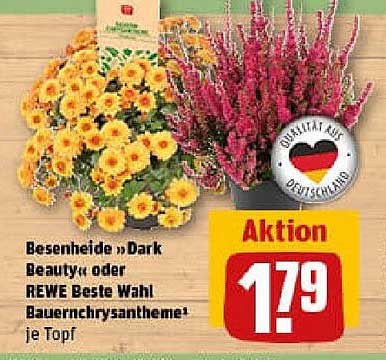 Besenheide »Dark Beauty« oder REWE Beste Wahl Bauernglockenblume je Topf