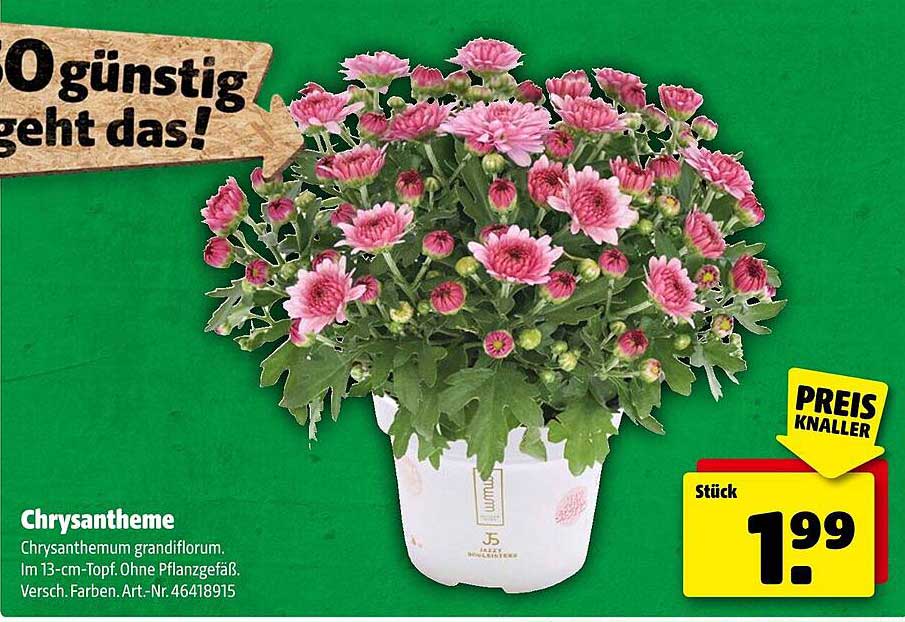 Chrysantheme (Chrysanthemum grandiflorum) im 13-cm-Topf