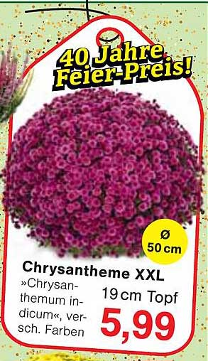 Chrysantheme XXL »Chrysanthemum indicum«, versch. Farben