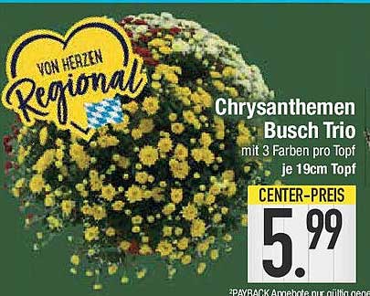 Chrysanthemen Busch Trio mit 3 Farben pro Topf je 19cm Topf