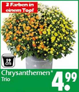 Chrysanthemen Trio - 3 Farben in einem Topf
