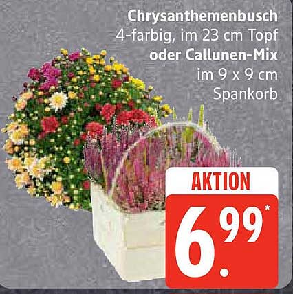 Chrysanthemenbusch 4-farbig im 23 cm Topf oder Callunen-Mix im 9 x 9 cm Spankorb