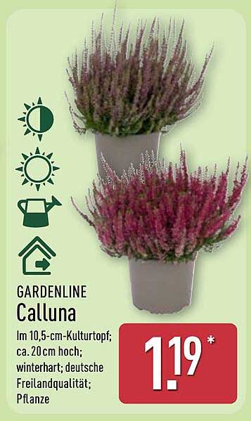 GARDENLINE Calluna - Heidepflanze im 10,5-cm-Kulturtopf
