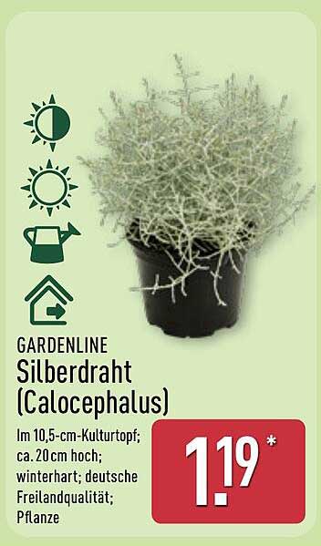 GARDENLINE Silberdraht (Calocephalus) - Im 10,5-cm-Kultur topf