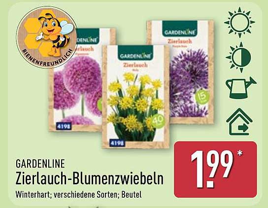 GARDENLINE Zierlauch-Blumenzwiebeln