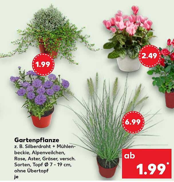 Gartenpflanze z. B. Silberdraht + Mühlenbeckie, Alpenveilchen, Rose, Aster, Gräser, versch. Sorten, Topf Ø 7 - 19 cm, ohne Übertopf