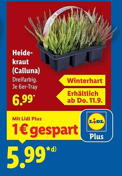 Heidekraut (Calluna) - Dreifarbig, Je 6er-Tray