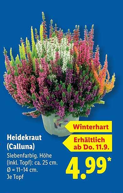 Heidekraut (Calluna) - Siebenfarbig und winterhart