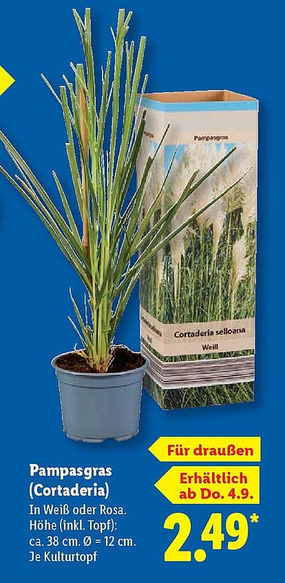 Pampasgras (Cortaderia) in Weiß oder Rosa