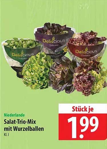 Salat-Trio-Mix mit Wurzelballen