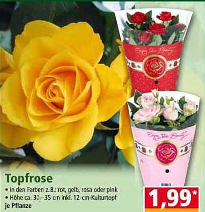 Toprose in verschiedenen Farben für nur 1,99 €
