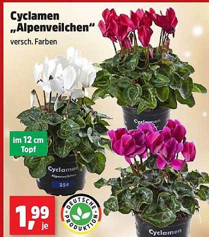 Cyclamen "Alpenveilchen"