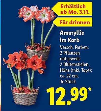 Amaryllis im Korb