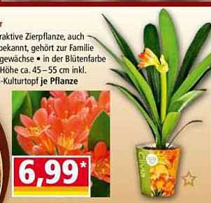 Attraktive Zierpflanze – Leuchtende Schönheit für Ihr Zuhause