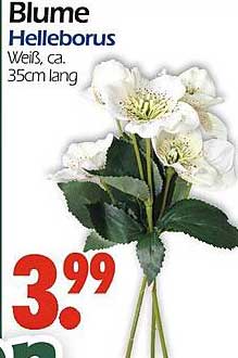 Blume Helleborus, Weiß, ca. 35cm lang