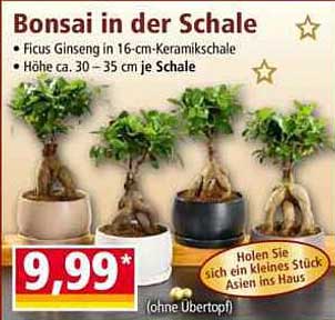 Bonsai in der Schale - Ficus Ginseng in 16-cm-Keramikschale