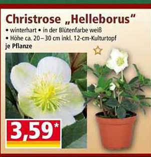 Christrose „Helleborus“ - winterhart in der Blütenfarbe weiß