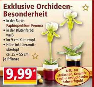 Exklusive Orchideen-Besonderheit - Paphiopedilum Femma