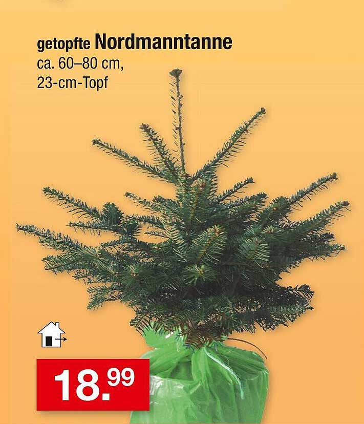 getopfte Nordmannstanne ca. 60-80 cm, 23-cm-Topf