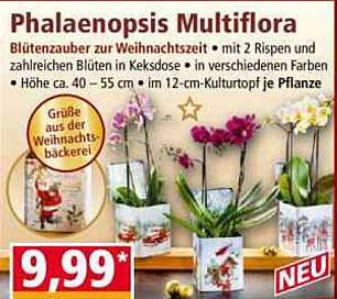 Phalaenopsis Multiflora - Blütenzauber zur Weihnachtszeit