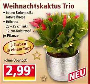 Weihnachtskaktus Trio
