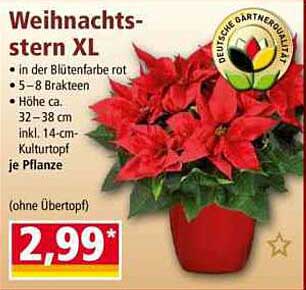 Weihnachtsstern XL in der Blütenfarbe rot