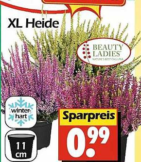 XL Heide - Beauty Ladies, winterhart, 11 cm