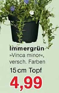 Immergrün »Vinca minor«, versch. Farben 15 cm Topf