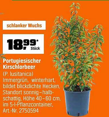 Portugiesischer Kirschlorbeer (P. lusitanica) Immergrün, winterhart, bildet blickdichte Hecken, Standort sonnig–halbschattig, Höhe 40–60 cm, im 5-I-Pflanzcontainer, Art.-Nr. 2750594
