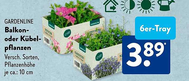 Balkon- oder Kübelpflanzen – 6er-Tray