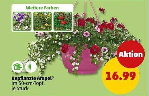 Bepflanzte Ampel im 30-cm-Topf, je Stück