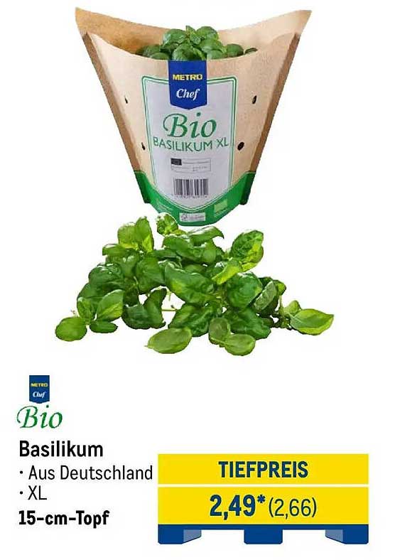 Bio Basilikum XL aus Deutschland – 15-cm-Topf