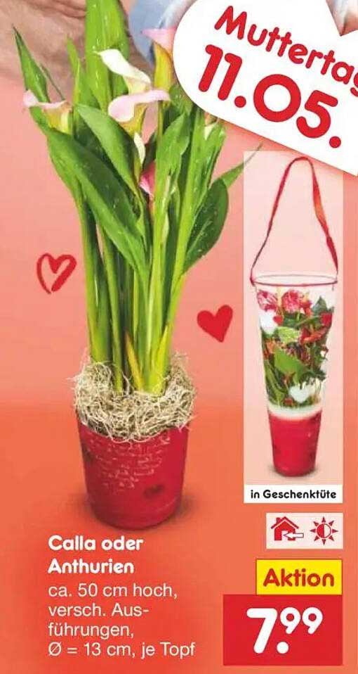 Calla oder Anthurien ca. 50 cm hoch, verschiedene Ausführungen, Ø 13 cm, je Topf