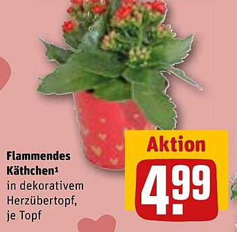 Flammendes Käthchen in dekorativem Herzübertops, je Topf
