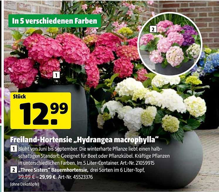 Freiland-Hortensie „Hydrangea macrophylla“