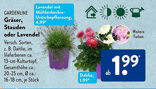 Gräser, Stauden oder Lavendel - Verschiedene Sorten ab 1,99 €*