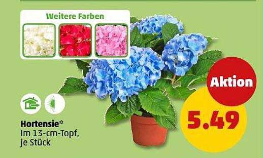 Hortensie* im 13-cm-Topf, je Stück